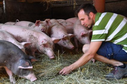 Schullers Hofgreisslerei