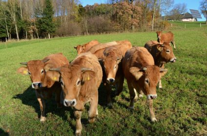 Der Bauer hats Hörtenhuemer Grosstraindt